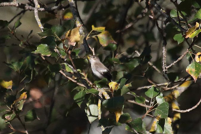 Balia nera  - Federico Fanesi