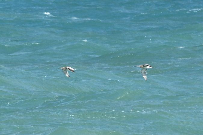 Chiurlo maggiore  - Federico Fanesi