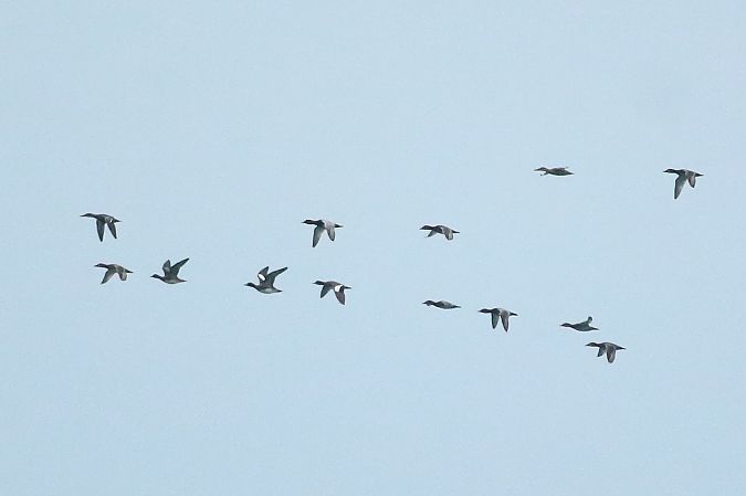 Fischione  - Federico Fanesi