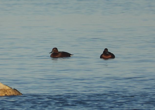 Moretta tabaccata  - Federico Fanesi