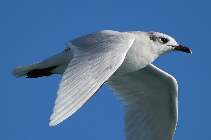 Gabbiano corallino  - Domenico Bevacqua