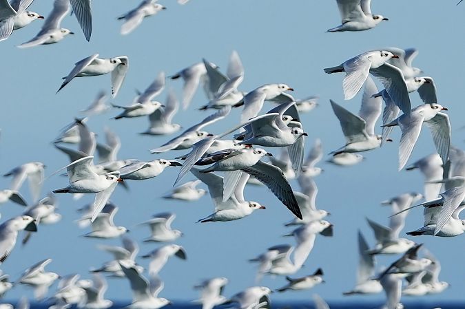 Gabbiano corallino  - Domenico Bevacqua