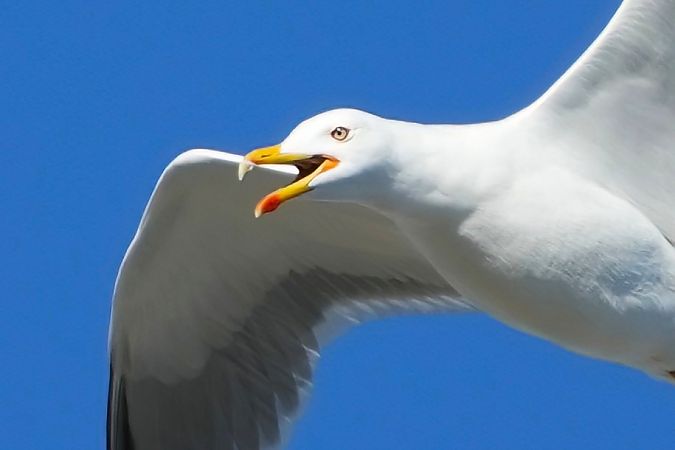 Gabbiano reale  - Domenico Bevacqua