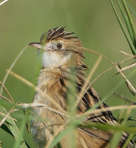 Beccamoschino  - Domenico Bevacqua