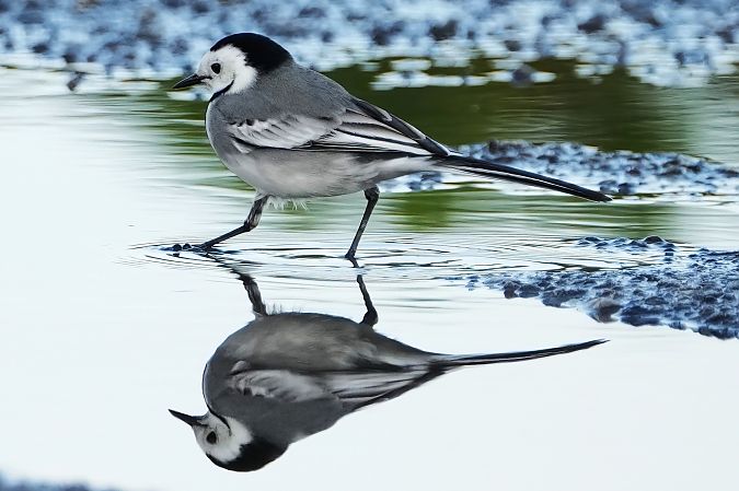 Ballerina bianca  - Domenico Bevacqua