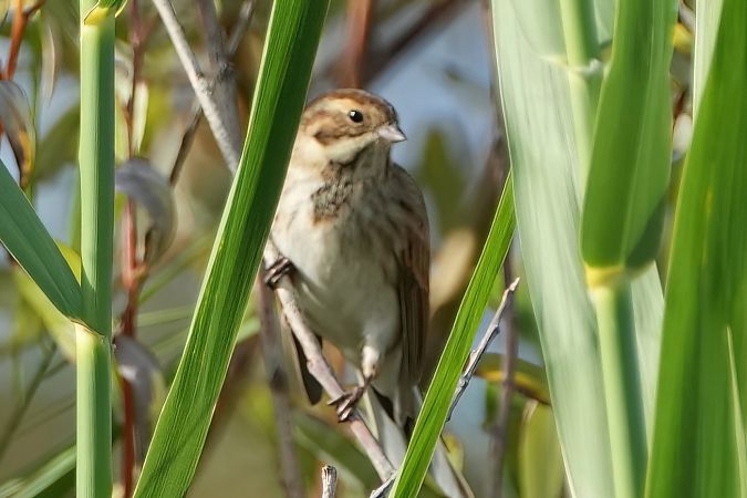 Migliarino di palude  - Domenico Bevacqua