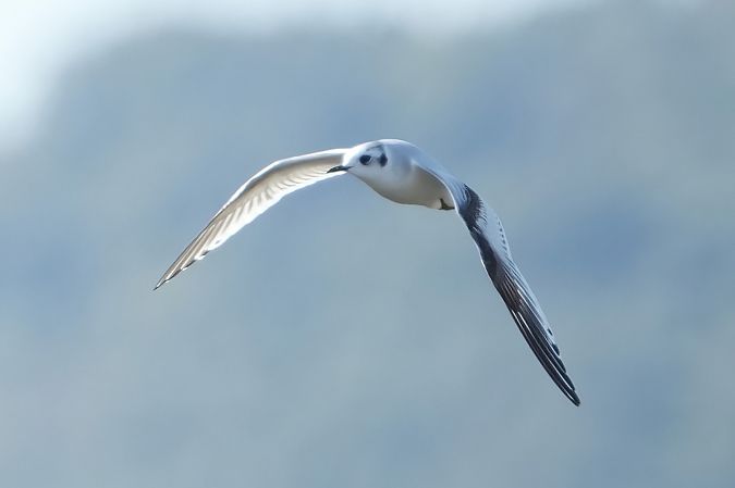 Gabbianello  - Domenico Bevacqua