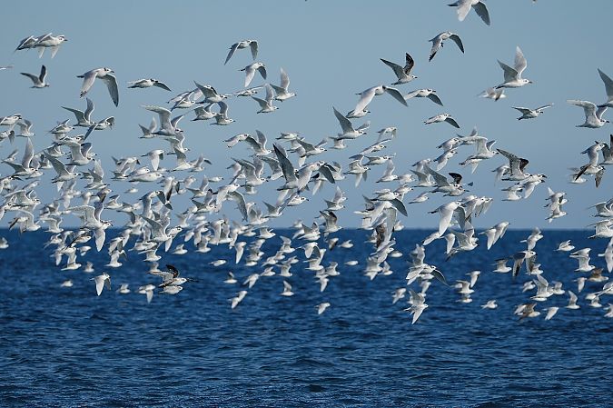 Gabbiano corallino  - Domenico Bevacqua