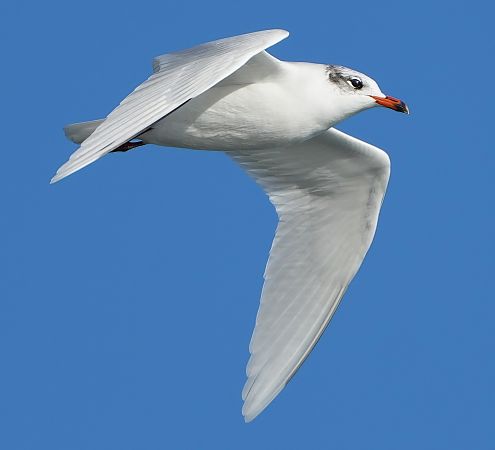 Gabbiano corallino  - Domenico Bevacqua