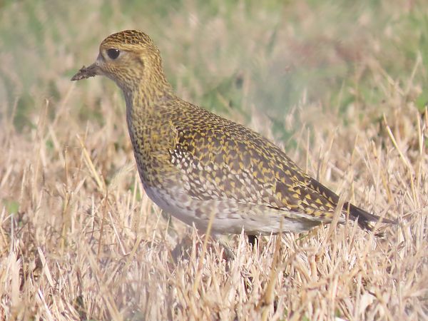 Piviere dorato  - Barbara Allegri