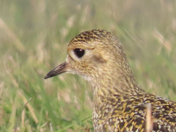 Piviere dorato  - Barbara Allegri