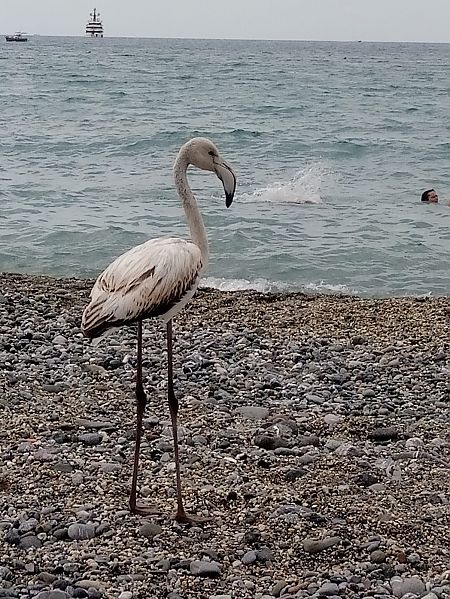 Fenicottero  - Pamela O'shaughnessy