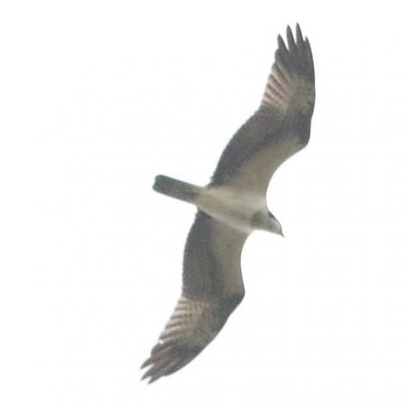 Falco pescatore  - Davide Zaro