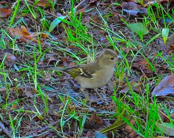 Fringuello  - Luciano Cavassa