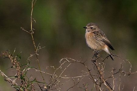 Saltimpalo comune  - Giacomo Simonini