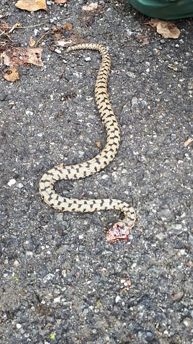 Vipera comune  - Anonimo