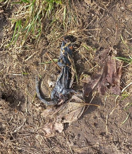 Salamandra pezzata  - Fabio Angeli