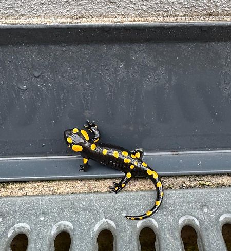 Salamandra pezzata  - Fabio Angeli