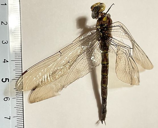 Aeshna cyanea  - Fabio Angeli