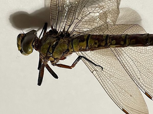 Aeshna cyanea  - Fabio Angeli