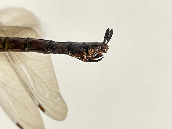 Aeshna cyanea  - Fabio Angeli