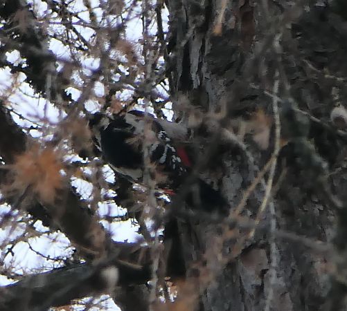 Picchio rosso maggiore  - Fabio Angeli