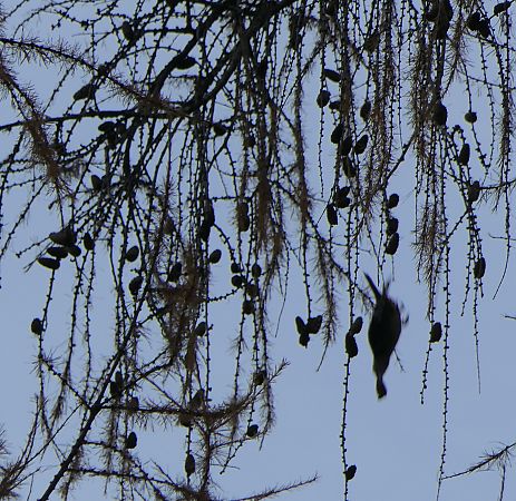 Picchio rosso maggiore  - Fabio Angeli