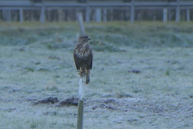 Poiana  - Fabio Angeli