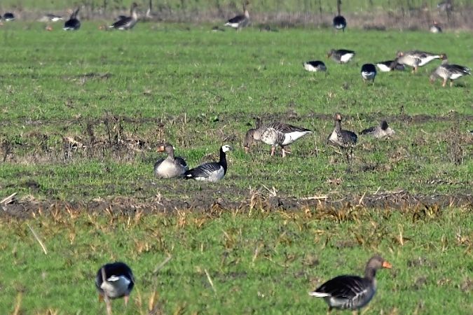 Oca facciabianca  - Giovanni Fontanesi