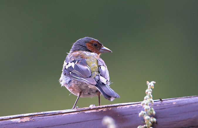 Fringuello  - Emanuele Pontiggia