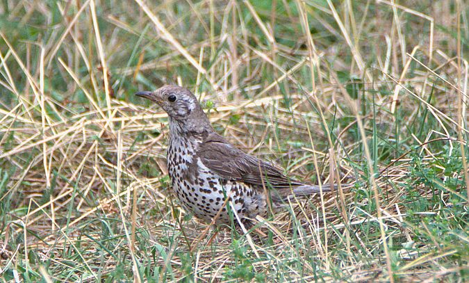 Tordela  - Emanuele Pontiggia