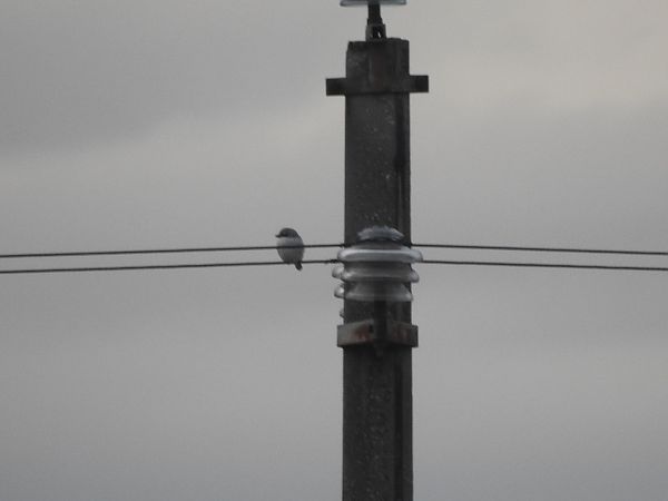 Averla maggiore  - Emanuele Crepet