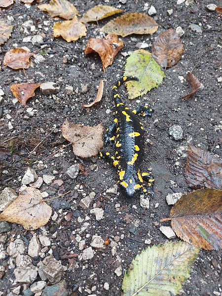 Salamandra pezzata  - Patrick Egger