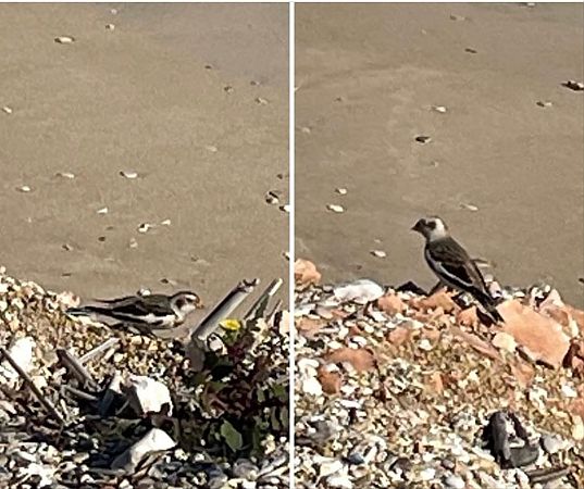 Zigolo delle nevi  - Anonimo