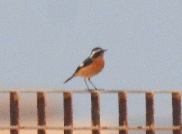 Codirosso algerino  - Alessandra Fontenla