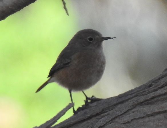 Codirosso algerino  - Alessandra Fontenla
