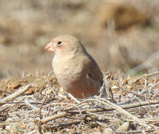 Trombettiere  - Alessandra Fontenla