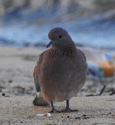 Tortora delle palme  - Alessandra Fontenla