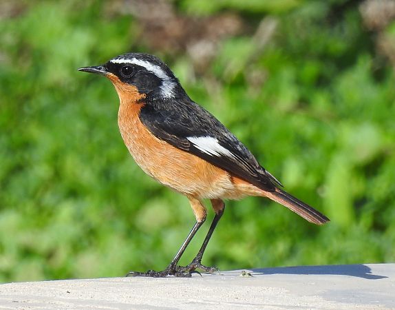 Codirosso algerino  - Alessandra Fontenla