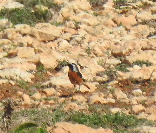 Codirosso algerino  - Alessandra Fontenla