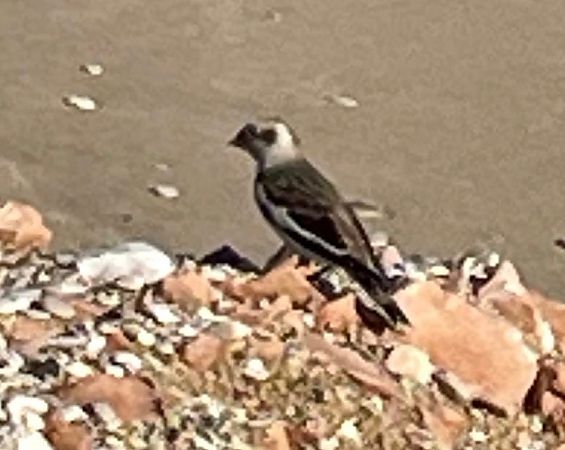 Zigolo delle nevi  - Anonimo