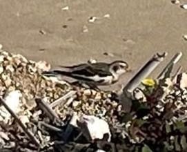 Zigolo delle nevi  - Anonimo