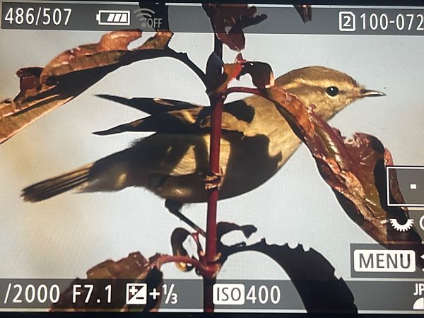 Luì di Hume  - Helmut Frind