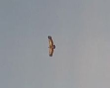 Grifone  - Paolo Papini