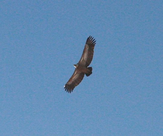 Grifone  - Paolo Papini