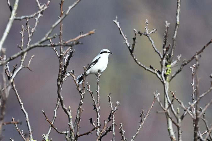 Averla maggiore  - Maurizio Giovannini