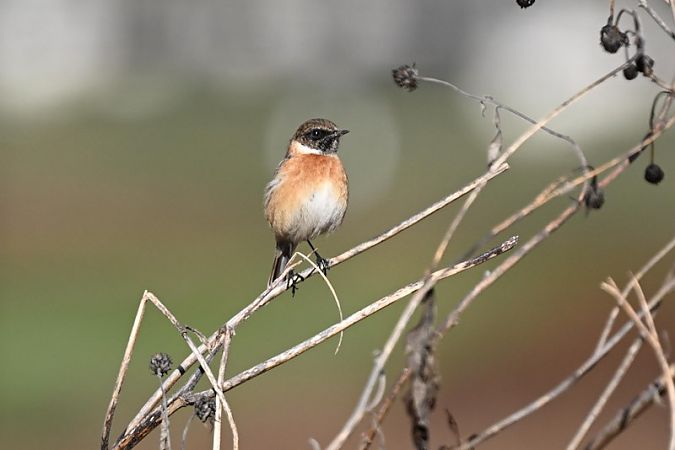 Saltimpalo comune  - Maurizio Giovannini
