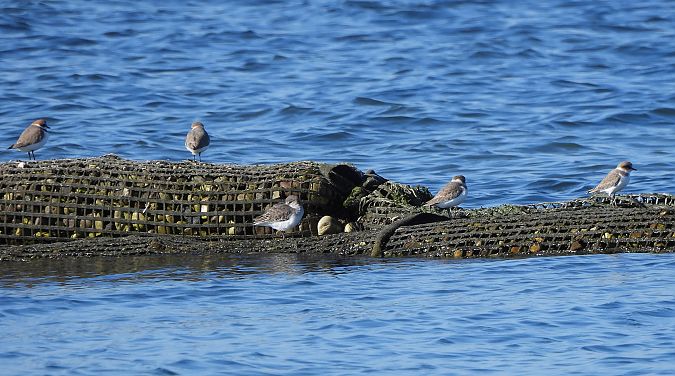 Fratino  - Francesco Scarton