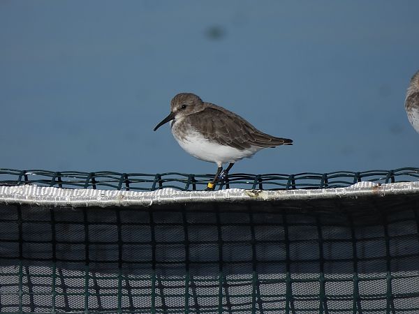 Piovanello pancianera  - Francesco Scarton