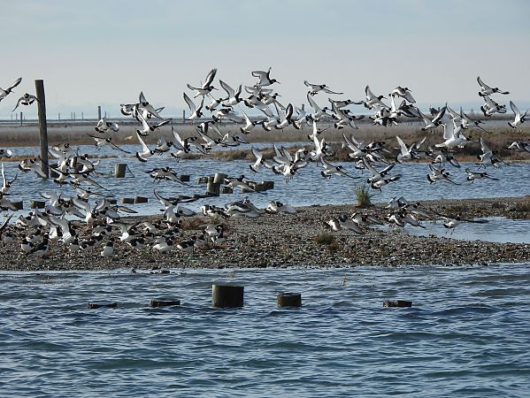 Beccaccia di mare  - Francesco Scarton